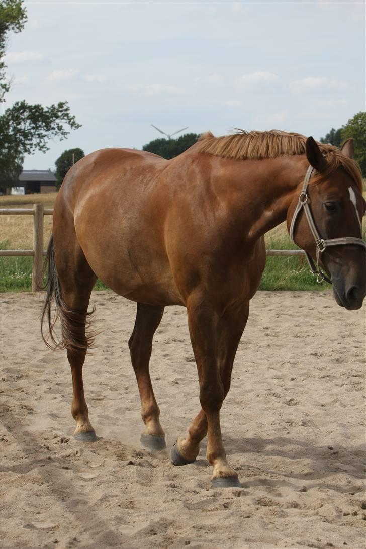 Sjov, Spas, hygge, løsspringningen og tricks (L) billede 15