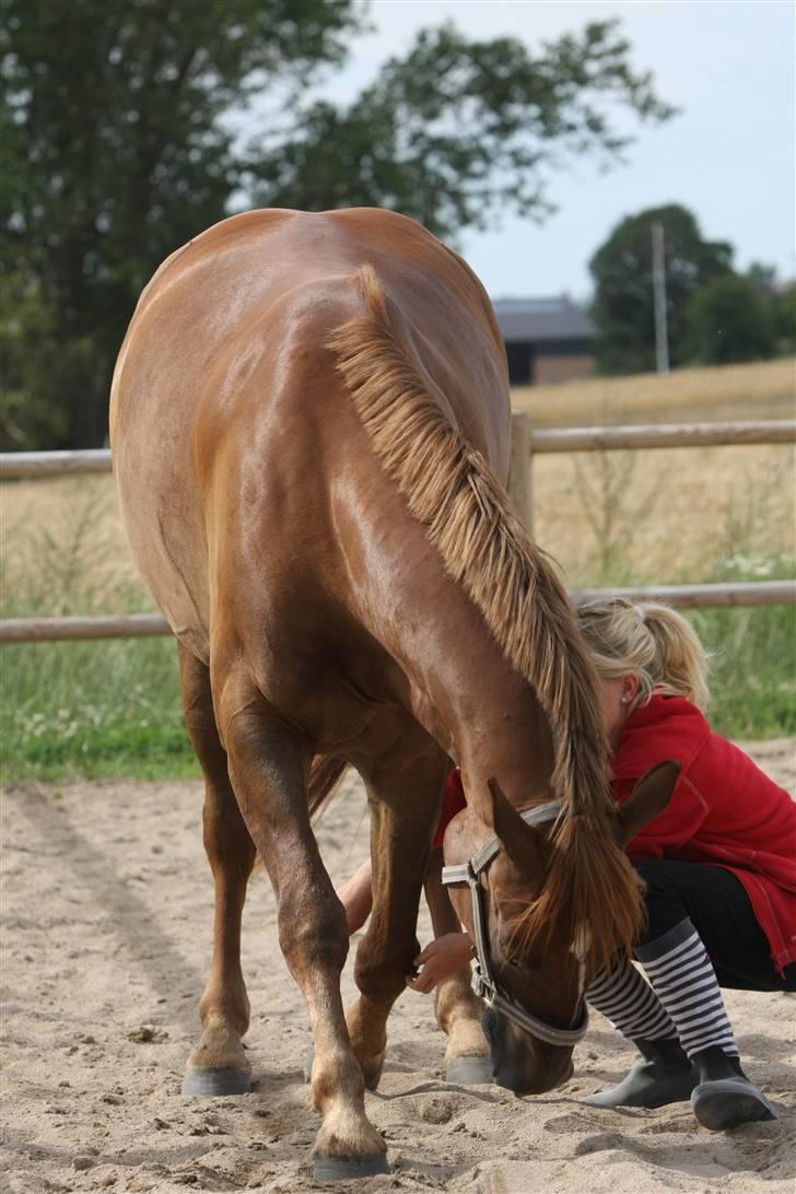 Sjov, Spas, hygge, løsspringningen og tricks (L) billede 16