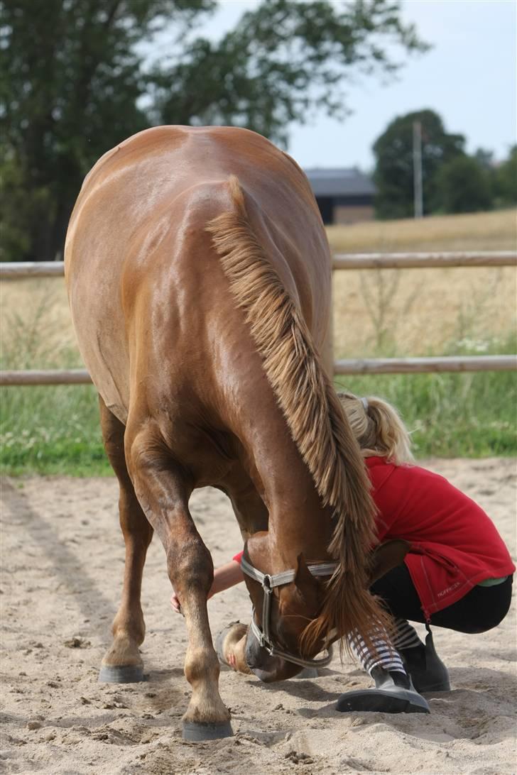 Sjov, Spas, hygge, løsspringningen og tricks (L) billede 17