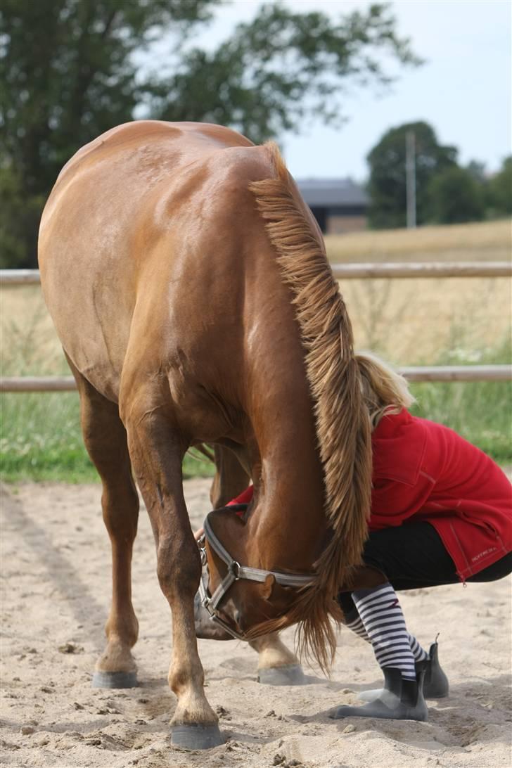 Sjov, Spas, hygge, løsspringningen og tricks (L) billede 18