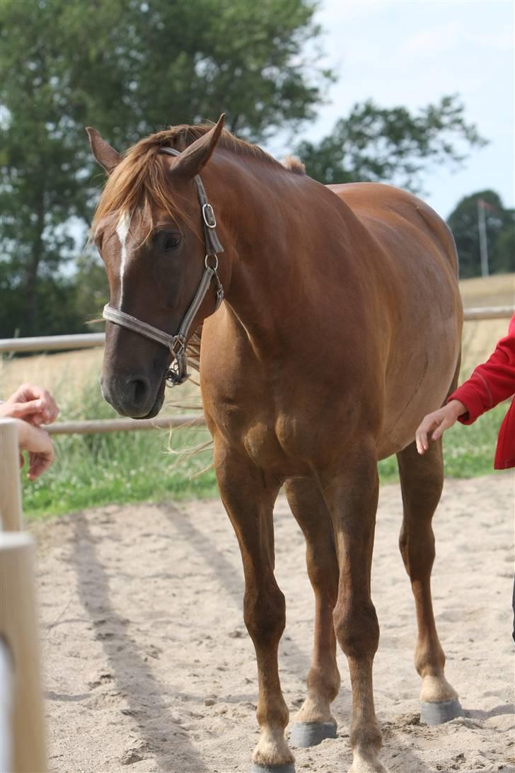 Sjov, Spas, hygge, løsspringningen og tricks (L) billede 22