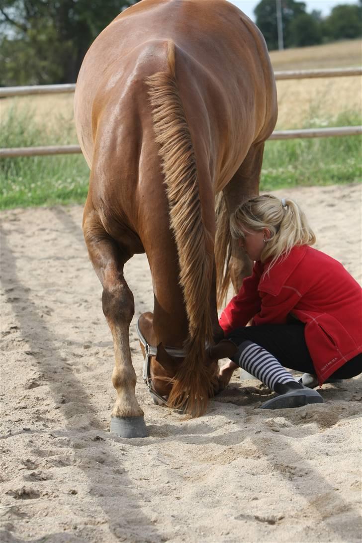 Sjov, Spas, hygge, løsspringningen og tricks (L) billede 24