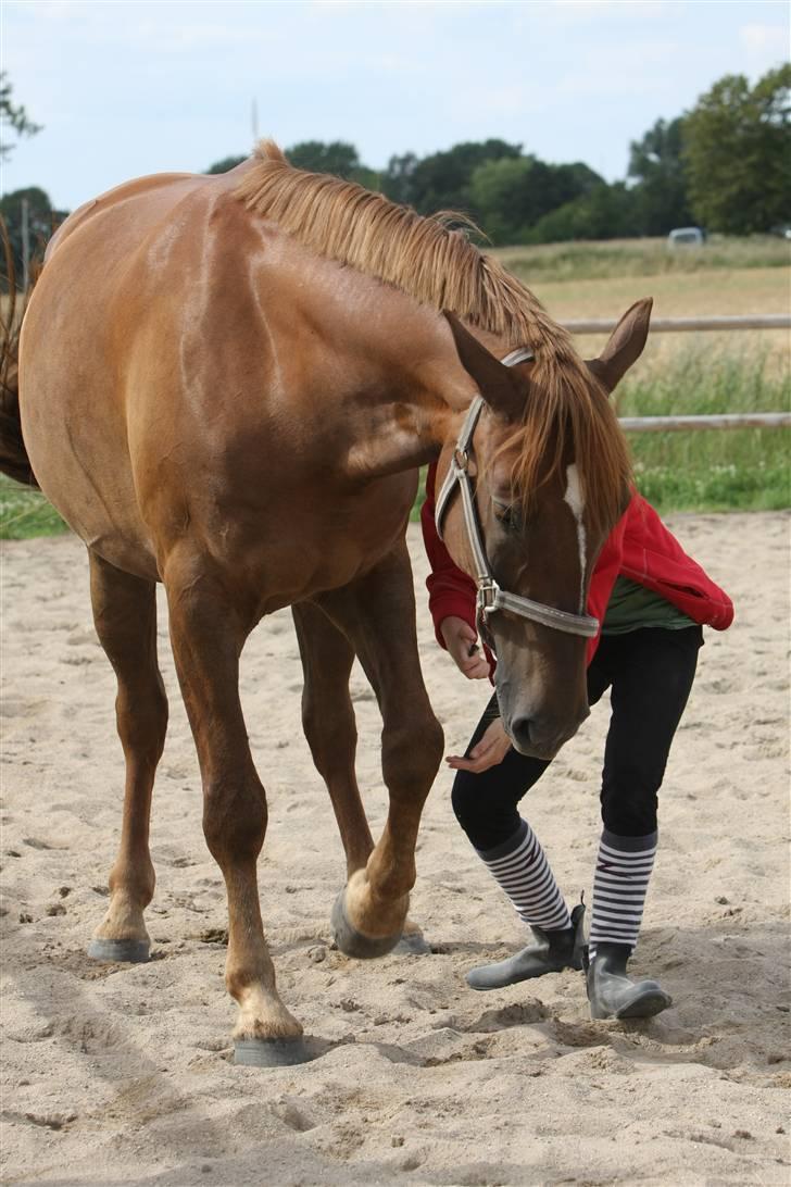 Sjov, Spas, hygge, løsspringningen og tricks (L) billede 27