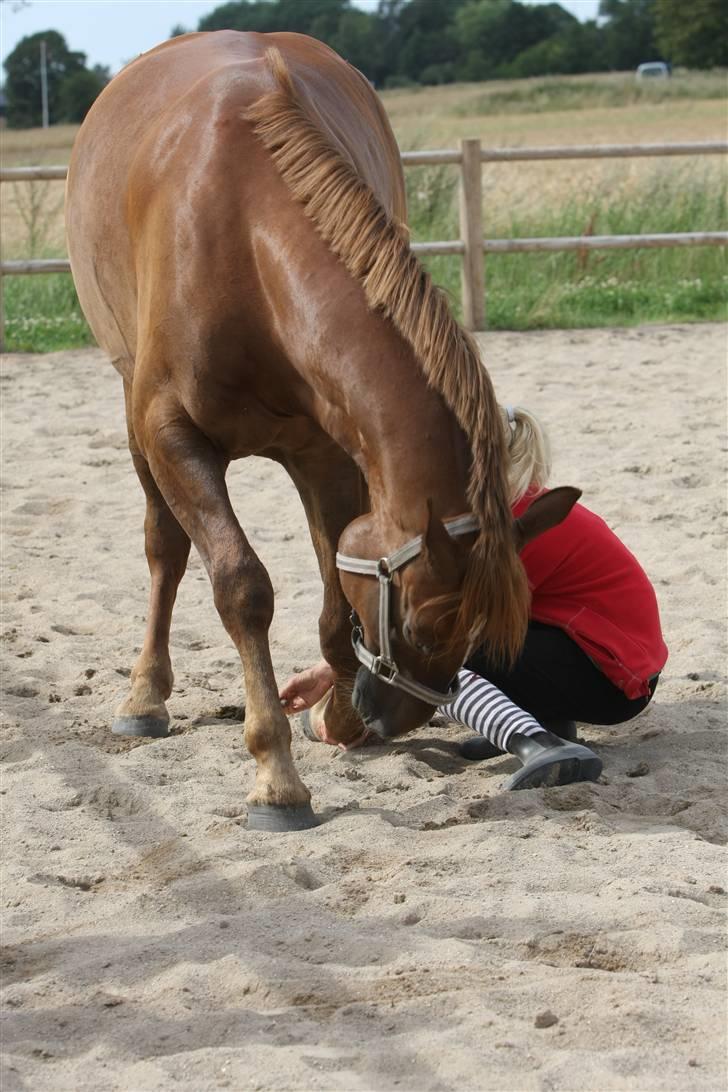 Sjov, Spas, hygge, løsspringningen og tricks (L) billede 28