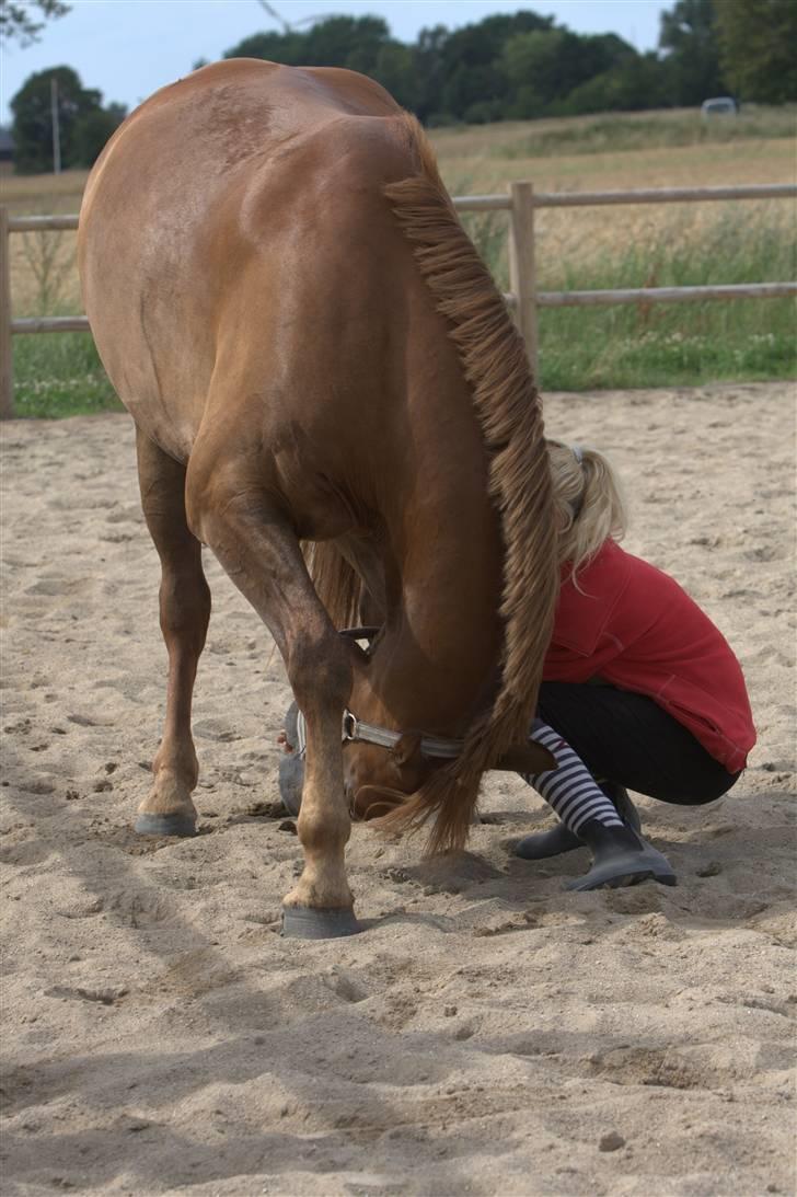 Sjov, Spas, hygge, løsspringningen og tricks (L) billede 29