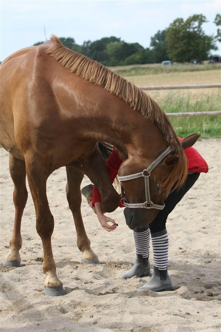 Sjov, Spas, hygge, løsspringningen og tricks (L) billede 30