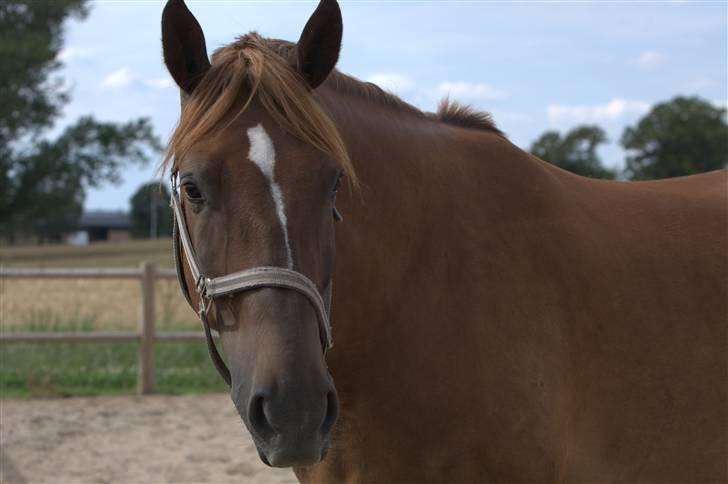 Sjov, Spas, hygge, løsspringningen og tricks (L) billede 32