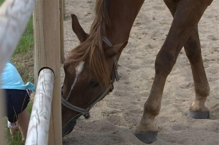 Sjov, Spas, hygge, løsspringningen og tricks (L) billede 34