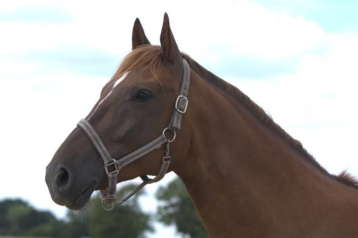 Sjov, Spas, hygge, løsspringningen og tricks (L) billede 35