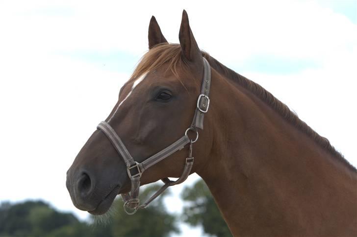 Sjov, Spas, hygge, løsspringningen og tricks (L) billede 36