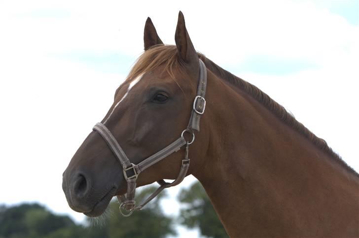 Sjov, Spas, hygge, løsspringningen og tricks (L) billede 37