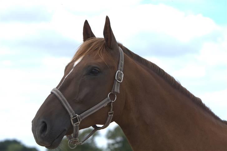 Sjov, Spas, hygge, løsspringningen og tricks (L) billede 38