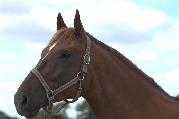 Sjov, Spas, hygge, løsspringningen og tricks (L) billede 39