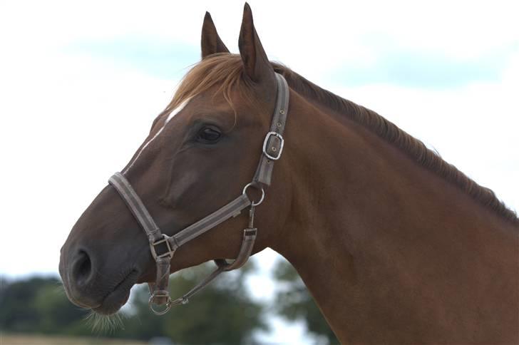 Sjov, Spas, hygge, løsspringningen og tricks (L) billede 40