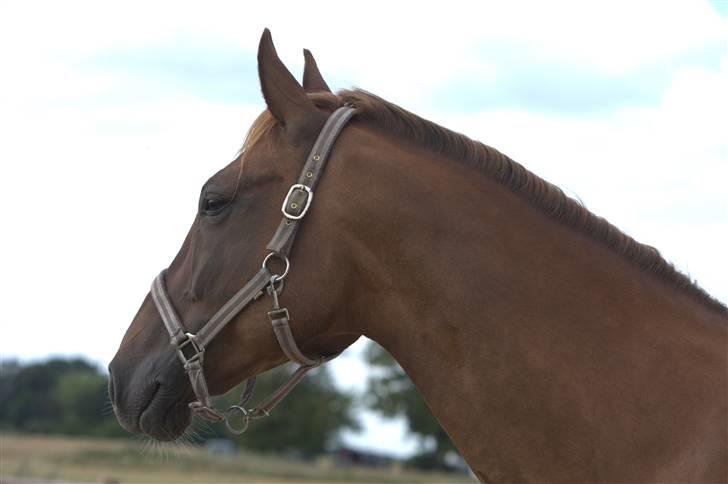 Sjov, Spas, hygge, løsspringningen og tricks (L) billede 41