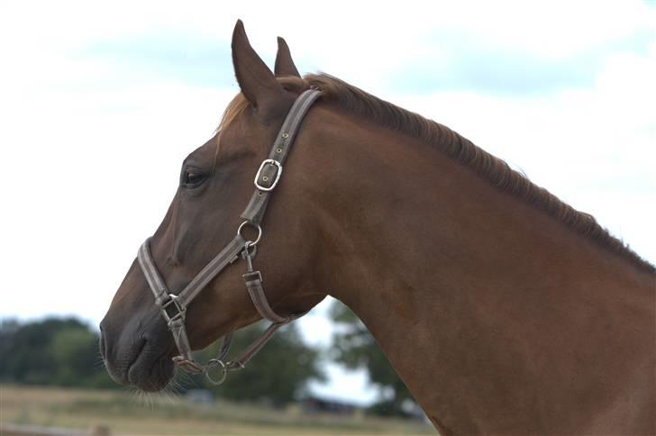 Sjov, Spas, hygge, løsspringningen og tricks (L) billede 42