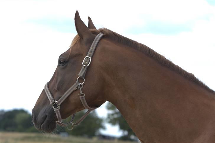 Sjov, Spas, hygge, løsspringningen og tricks (L) billede 43