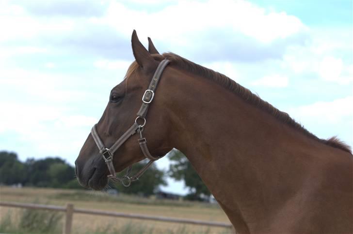 Sjov, Spas, hygge, løsspringningen og tricks (L) billede 44