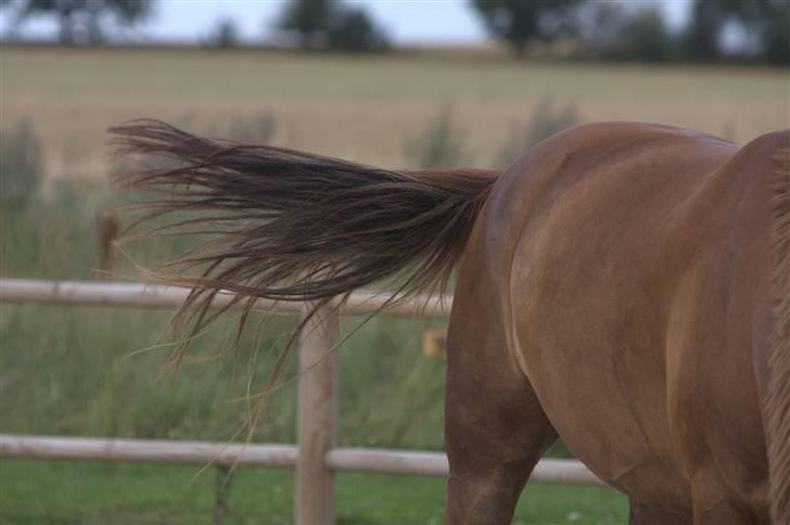 Sjov, Spas, hygge, løsspringningen og tricks (L) billede 46