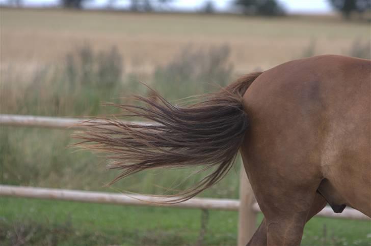 Sjov, Spas, hygge, løsspringningen og tricks (L) billede 47