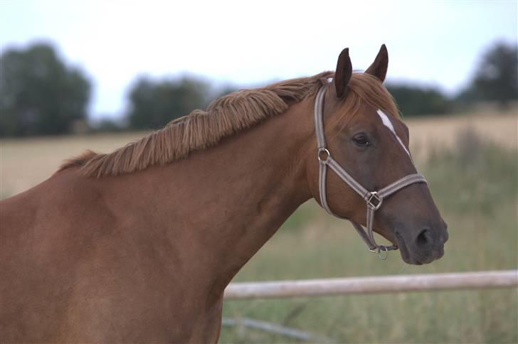 Sjov, Spas, hygge, løsspringningen og tricks (L) billede 48