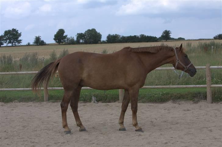 Sjov, Spas, hygge, løsspringningen og tricks (L) billede 51