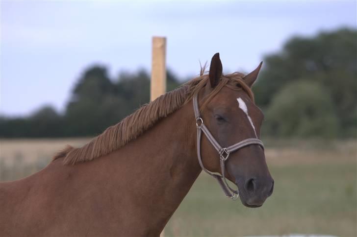 Sjov, Spas, hygge, løsspringningen og tricks (L) billede 52