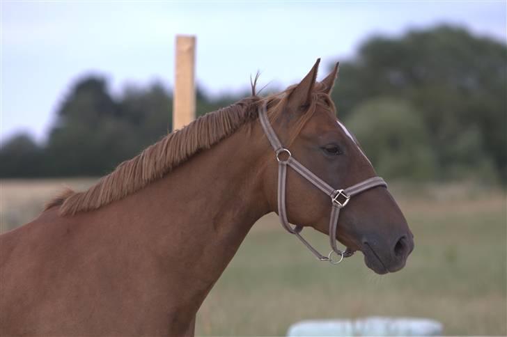 Sjov, Spas, hygge, løsspringningen og tricks (L) billede 53