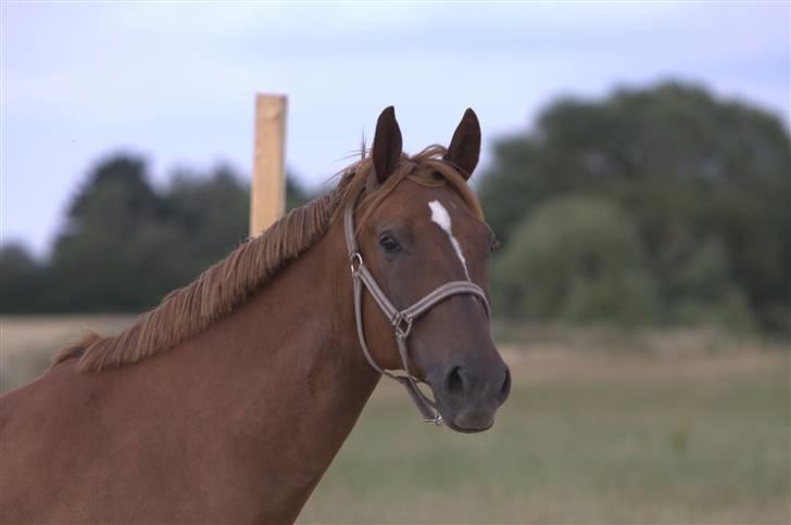 Sjov, Spas, hygge, løsspringningen og tricks (L) billede 54