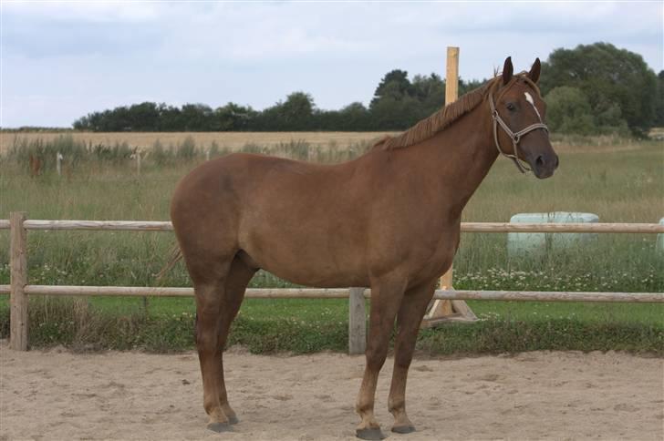 Sjov, Spas, hygge, løsspringningen og tricks (L) billede 55