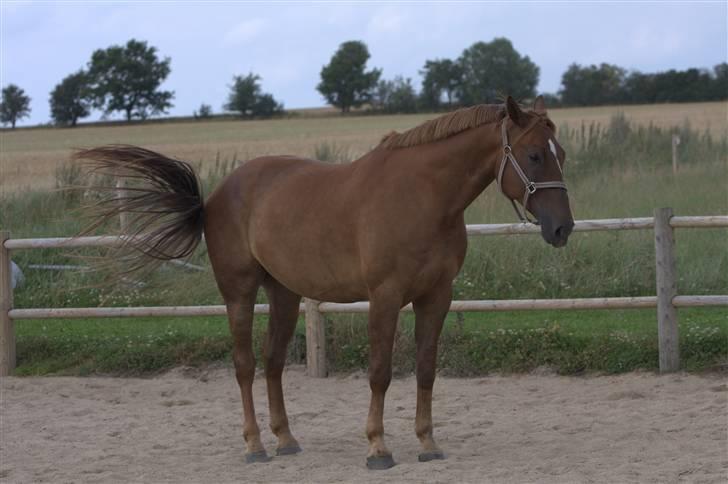 Sjov, Spas, hygge, løsspringningen og tricks (L) billede 56