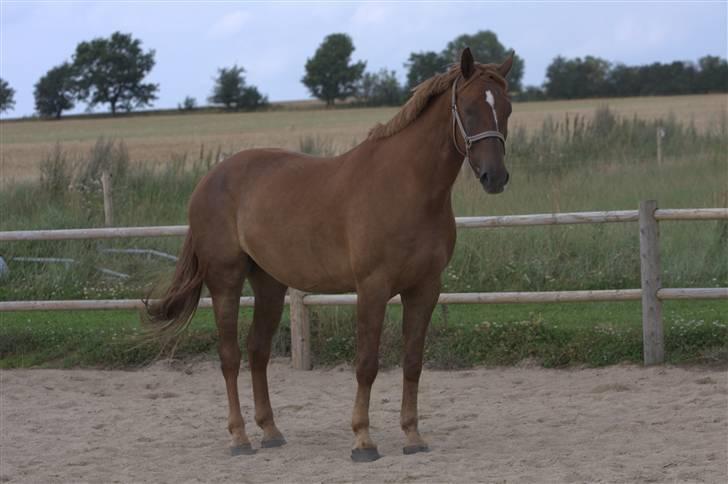 Sjov, Spas, hygge, løsspringningen og tricks (L) billede 57