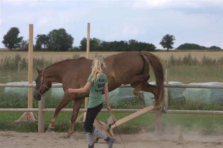 Sjov, Spas, hygge, løsspringningen og tricks (L) billede 58