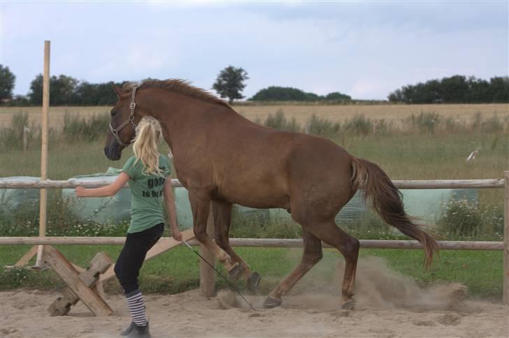 Sjov, Spas, hygge, løsspringningen og tricks (L) billede 59