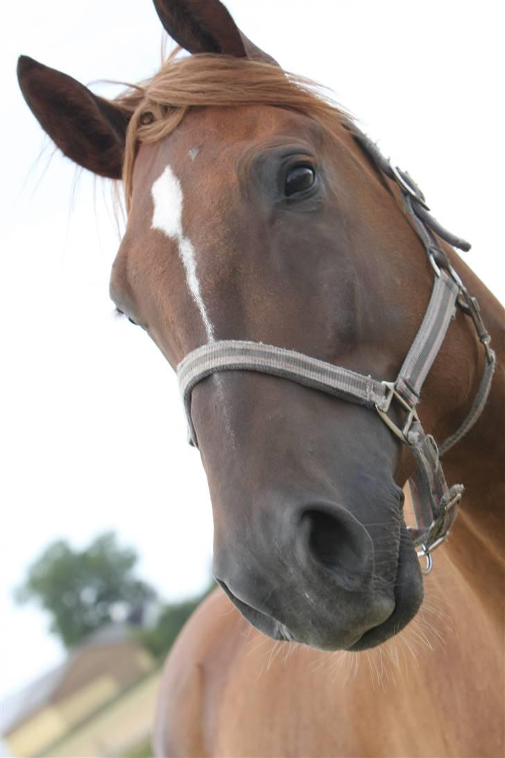 Sjov, Spas, hygge, løsspringningen og tricks (L) billede 60