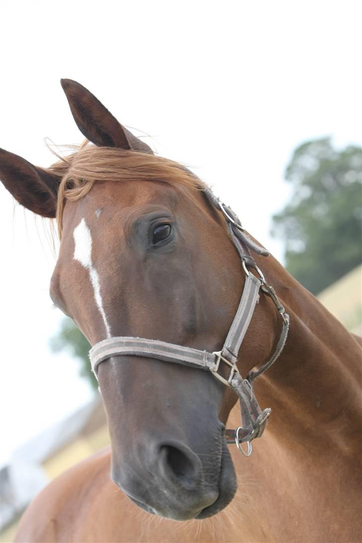 Sjov, Spas, hygge, løsspringningen og tricks (L) billede 61