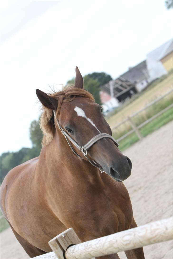 Sjov, Spas, hygge, løsspringningen og tricks (L) billede 62