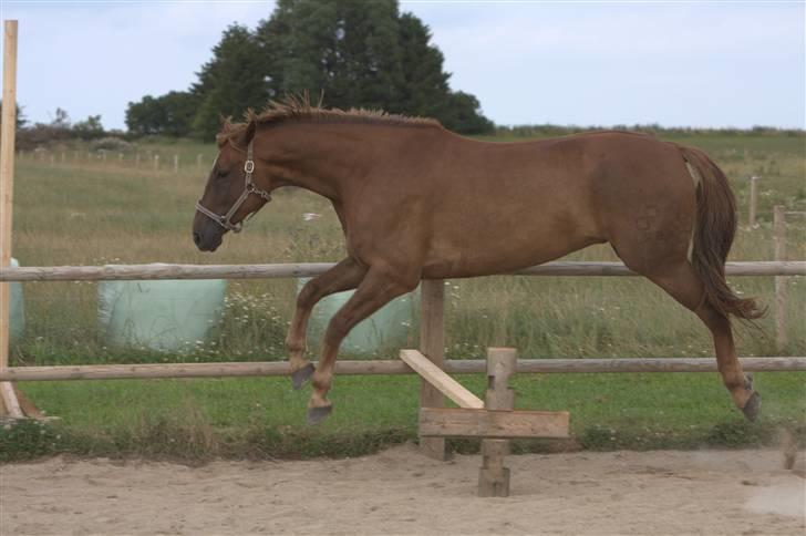 Sjov, Spas, hygge, løsspringningen og tricks (L) billede 63