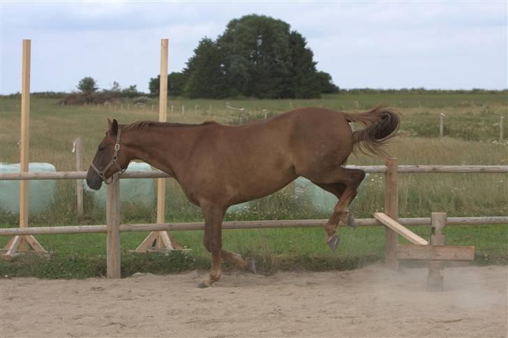 Sjov, Spas, hygge, løsspringningen og tricks (L) billede 64