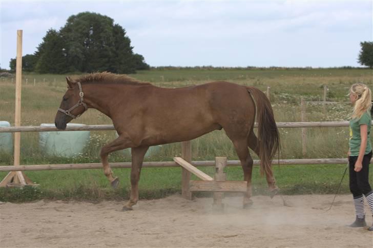 Sjov, Spas, hygge, løsspringningen og tricks (L) billede 65