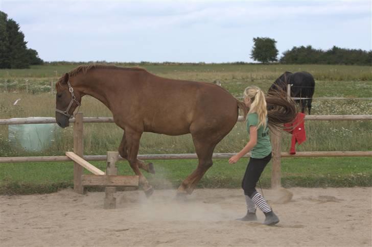 Sjov, Spas, hygge, løsspringningen og tricks (L) billede 66