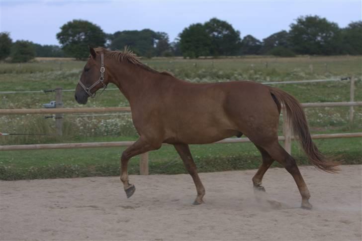 Sjov, Spas, hygge, løsspringningen og tricks (L) billede 67