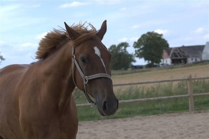 Sjov, Spas, hygge, løsspringningen og tricks (L) billede 68