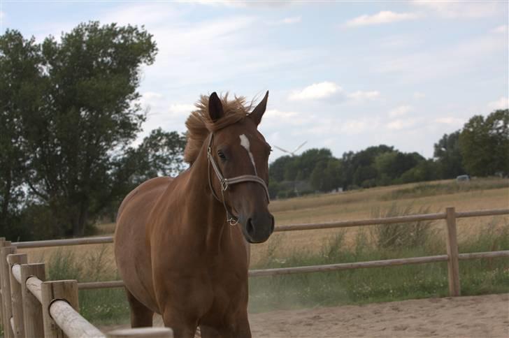 Sjov, Spas, hygge, løsspringningen og tricks (L) billede 69
