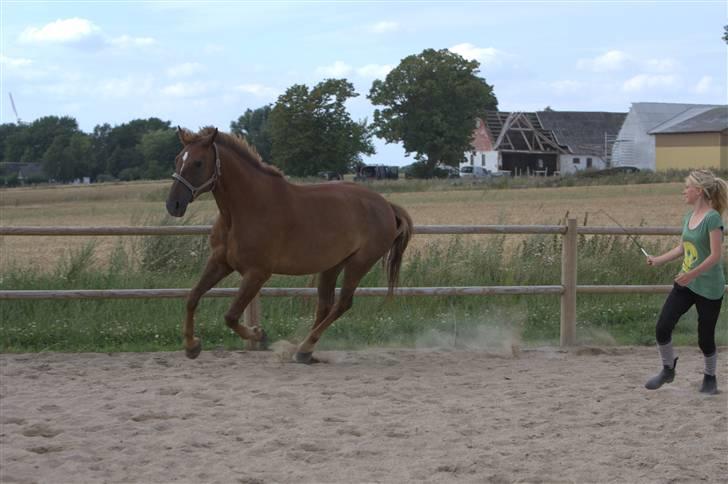 Sjov, Spas, hygge, løsspringningen og tricks (L) billede 70
