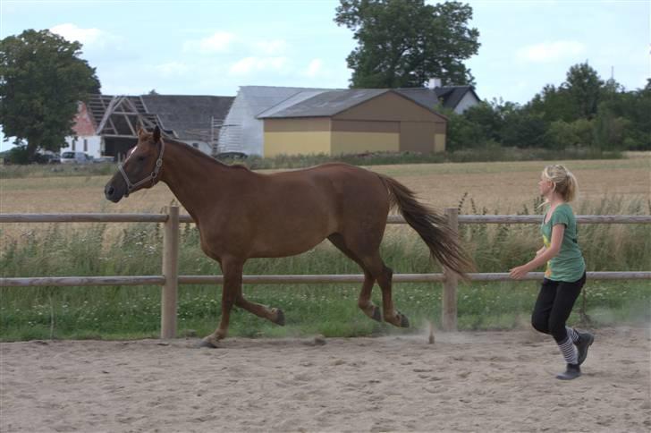 Sjov, Spas, hygge, løsspringningen og tricks (L) billede 71