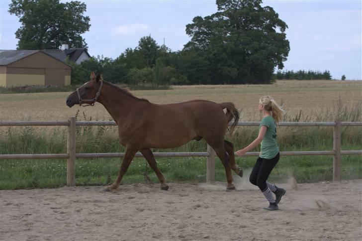 Sjov, Spas, hygge, løsspringningen og tricks (L) billede 72