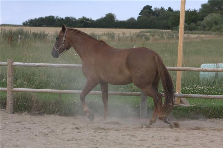 Sjov, Spas, hygge, løsspringningen og tricks (L) billede 74