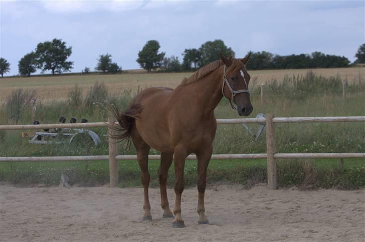 Sjov, Spas, hygge, løsspringningen og tricks (L) billede 77