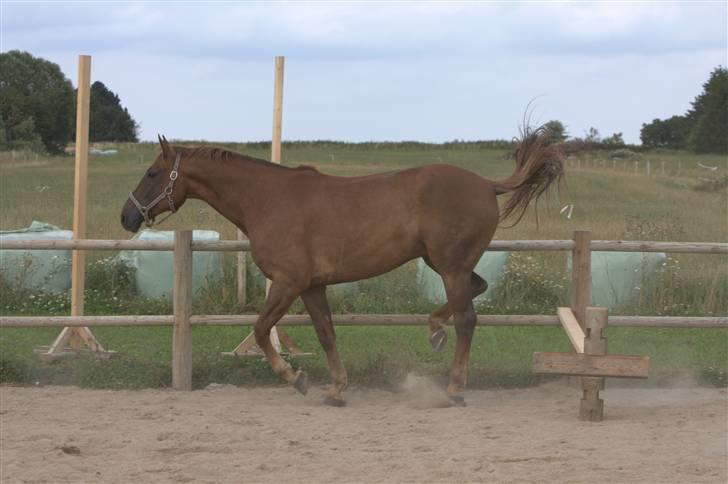 Sjov, Spas, hygge, løsspringningen og tricks (L) billede 78